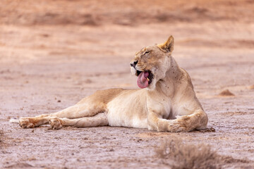 lioness in kgalagadi national park
