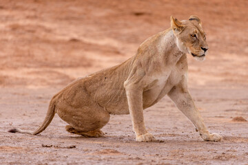 lioness in kgalagadi national park