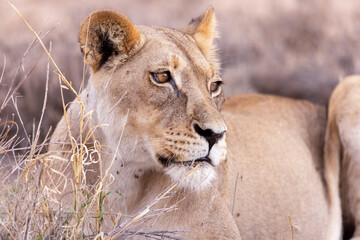 lioness in kgalagadi national park