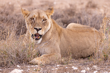 lioness in kgalagadi national park