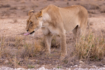 lioness in kgalagadi national park