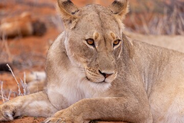 lioness in kgalagadi national park