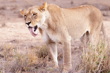 lioness in kgalagadi national park