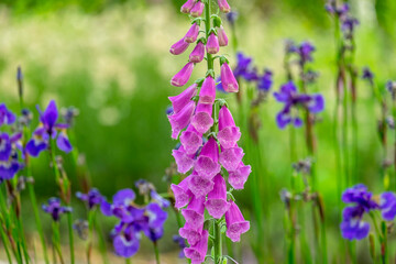 Obraz premium Fingerhut (Digitalis purpurea)