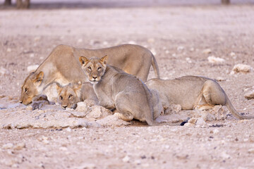 lions in kgalagadi national parks