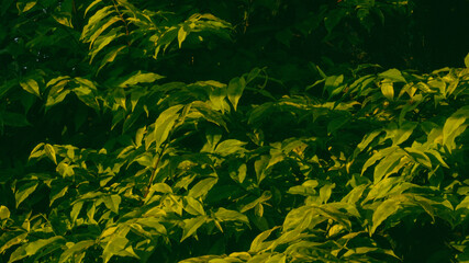 Lush, vibrant green foliage with sunlit leaves, creating a dense and natural textured background. Represents growth, nature, freshness, and the environment