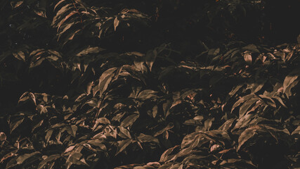 Lush, vibrant green foliage with sunlit leaves, creating a dense and natural textured background. Represents growth, nature, freshness, and the environment