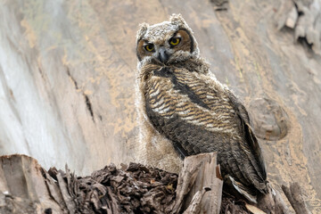 Owl sitting in a tree looking at the camera.