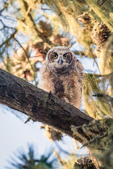 Baby owlets sitting in a tree looking at camera. They are a couple months old and very fluffy. They are at the age they are learning to fly.