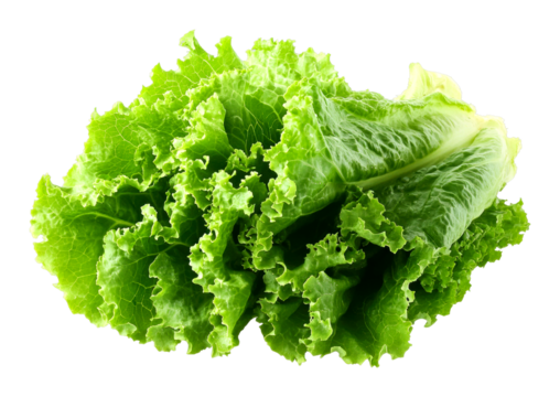 Harvesting fresh lettuce local farm food outdoor close-up organic produce cut out on transparent background