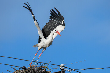 Reggeli szárnyalás