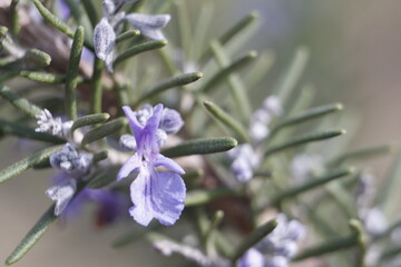 close up of lavender