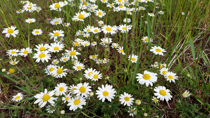 Close-up lush flowering wild daisy or chamomile or oxeye daisy with white flowers among fresh green grass growth on meadow or field at summer day. Beautiful summertime wildflower natural background.