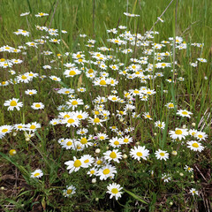 Lush blooming wild daisy or chamomile or ox-eye daisy with white flowers among fresh green grass growth on meadow at summer day. Beautiful summertime wildflower natural background, soft focus.