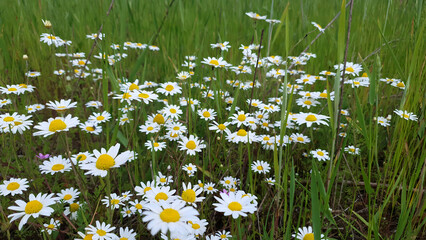 Closeup lush blooming wild daisy or chamomile or Leucanthemum with white flowers among fresh green grass growth on meadow or field at summer day. Beautiful summertime wildflower natural background.