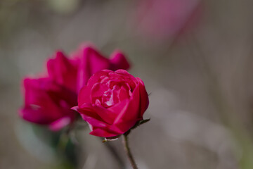 pink rose close up