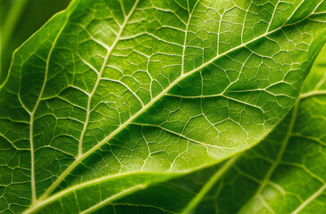 Obraz premium A vibrant macro shot of a green leaf, highlighting its intricate network of veins and natural texture.