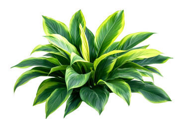 Vibrant green foliage plant arrangement indoor space botanical bright environment close-up view cut out on transparent background