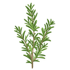 2D flat A Rosemary Plant illustration vector, isolated on a white background.