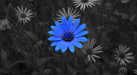 Bright blue daisy in a garden of black and white flowers, symbolizing contrast, creativity, and beauty beyond conformity, macro perspective with shallow depth of field.