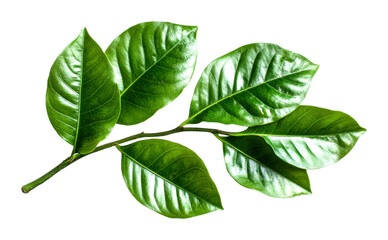 Obraz premium Natural green leaves close-up botanical study macro bright environment isolated on transparent background