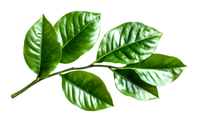 Natural green leaves close-up botanical study macro bright environment isolated on transparent background