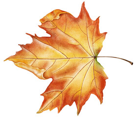Red and yellow maple leaf painted in watercolor. Hand painted autumn element ideal for greeting cards, wrapping, packaging or seasonal decorations.