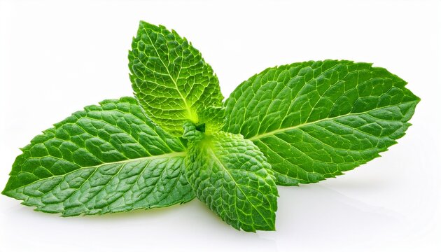 fresh leaf mint green herbs ingredient for mojito drink isolated on white background