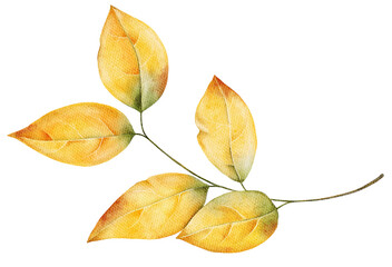 Watercolor branch with golden yellow autumn leaves. Hand painted botanical accent for seasonal cards, packaging, prints or forest inspired designs.