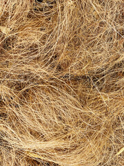 Coconut fiber is an excellent medium for germinating seeds. It's sterile, meaning it won't come with pathogens that could harm young plants, and it retains moisture while also providing good drainage