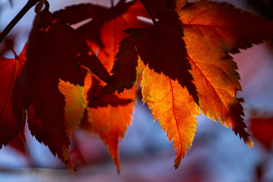 Abstract closeup of red maple leaves in fall