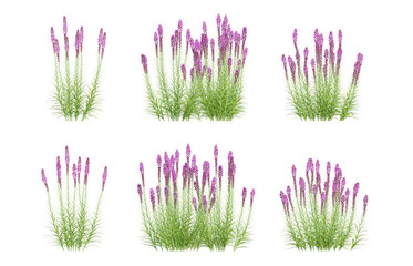 Set of 3d flower plants liatris spicata in different view on transparent background, png illustration