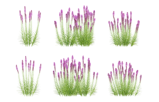 Set of 3d flower plants liatris spicata in different view on transparent background, png illustration