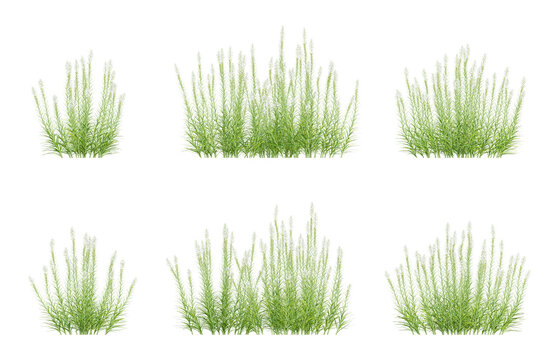 3d plants of liatris spicata in different view on transparent background, png illustration