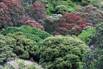 A dense New Zealand native bush landscape featuring vibrant red Pohutukawa trees in full bloom amongst green foliage. Karekare, Auckland, New Zealand