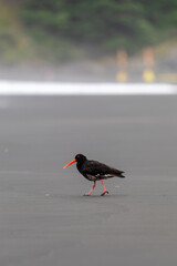 A Variable Oystercatcher bird walks along a dark sand beach searching for food in New Zealand. Karekare, Auckland, New Zealand