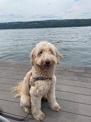 Adorable golden-colored mini goldendoodle puppy sitting on dock at a lake during summer looking over the water. Perfect for pet lifestyle, travel, or wellness themes