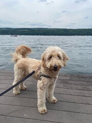 Adorable golden-colored mini goldendoodle puppy sitting on dock at a lake during summer looking over the water. Perfect for pet lifestyle, travel, or wellness themes