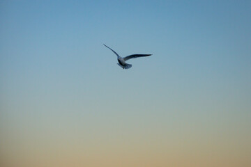 Seagull in flight with sky transitioning from orange to blue