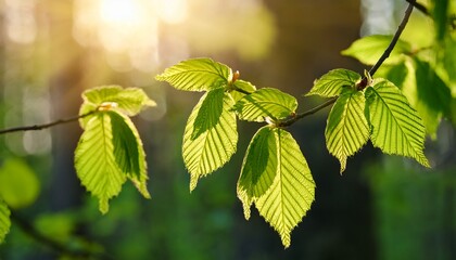 young bright green hornbeam leaves with the first rays of spring sunshine piercing through the tree branches a symbol of new life and the awakening of nature