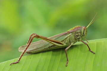 Close-up of Chondracris rosea, a giant grasshopper resting on a green banana leaf in natural light