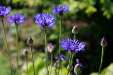 blue cornflowers in the garden

