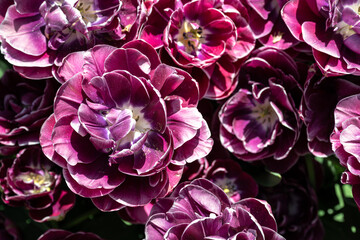 Flowering Tulips Variety 'Neglige' in Spring