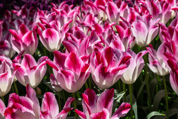 Flowering Tulips Variety 'Whispering Dream' in Spring
