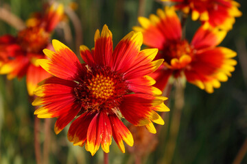 beautiful flowers gaillardia close up

