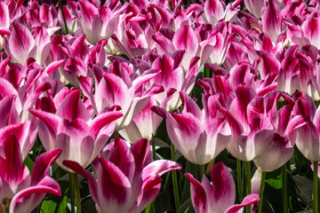 Flowering Tulips Variety 'Whispering Dream' in Spring