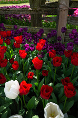 Flowering Tulips at the Tulip Festival around Mount Vernon, WA