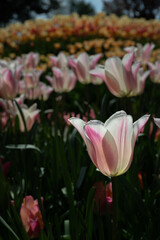 Flowering Tulips at the Tulip Festival around Mount Vernon, WA