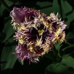 Tulip Flower at the Tulip Festival around Mount Vernon, WA