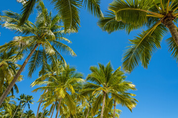 Coconut palms against blue sky. Beautiful tropical forest.